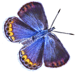 Karner blue butterfly cut out