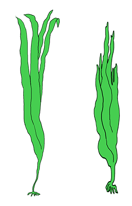 green kelp clipart