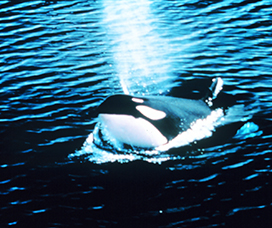 killer whale blowing