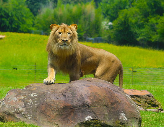 King of the jungle lion picture