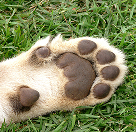 photo of lion cub paw