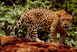 lion facts jaguar panthera onca
