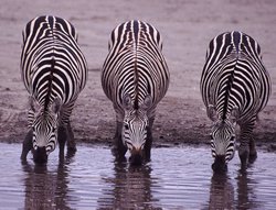 lion facts three zebras drinking