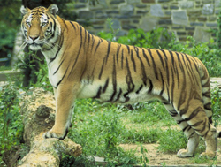 tiger panthera tigris