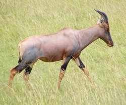 lion facts topi antelope