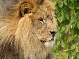 African male lion picture