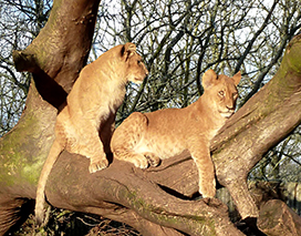 lion pictures cubs in a tree