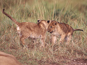 lion cubs playing