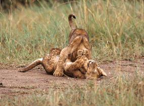 lion cubs wrestling