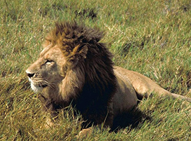 Picture of male African lion