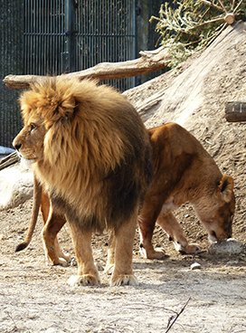 Picture of  male and female lion 