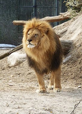 Male lion in zoo walking