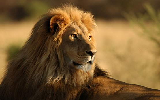 beautiful picture of male lion at sunset