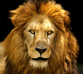 Wonderful lion Pictures