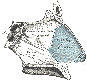 septum of nose, bones and cartilages