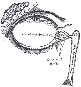 medical clip art lacrimal apparatus right side