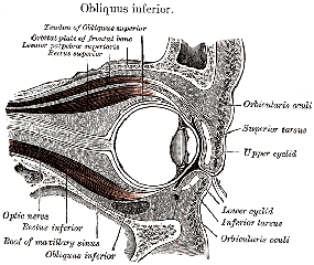 medical clip art saggital section right orbital cavity