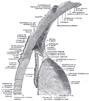 medical clip art section front eyeball