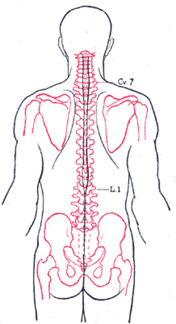 MEDULLA SPINALIS AND TRUNK