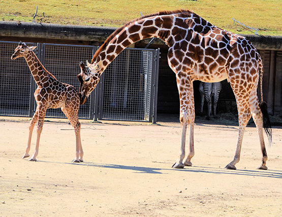 Mother giraffe and baby giraffe in zoo
