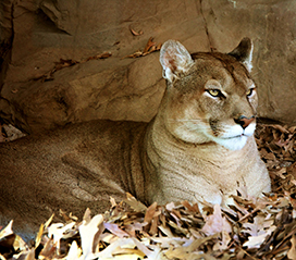 picture of mountain lion