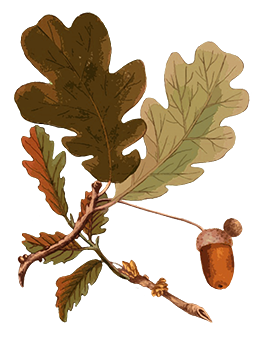 oak leaves and acorn clipart