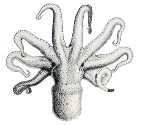 octopus bimaculatus