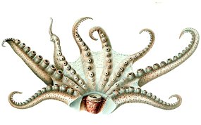 octopus arms