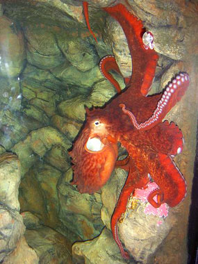 octopus picture enteroctopus dofleini