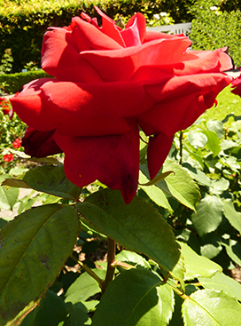 one red rose in garden photo