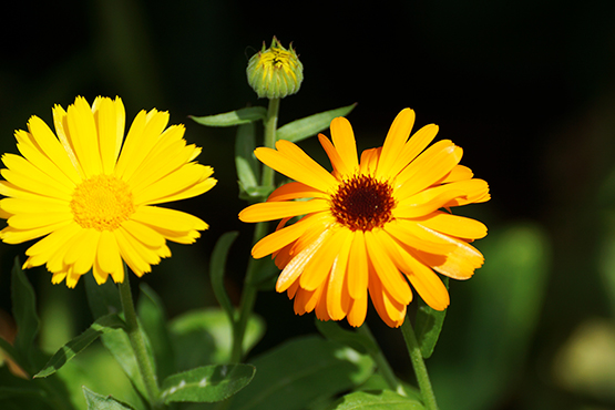 orange flower photo