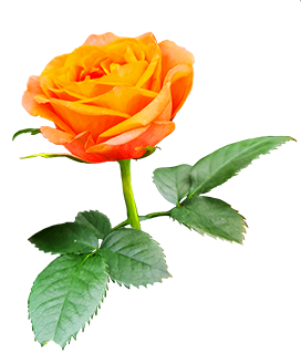 orange rose on stalk with leaves