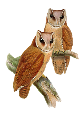 owl clipart drawing