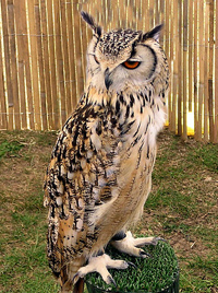 animal clipart owl picture bengal owl