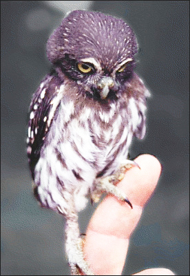 pygmy owl picture