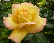 rose clip art yellow orange rose