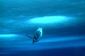 emperor penguin diving in blue water