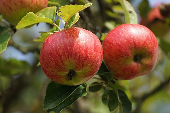 photo of beautiful apples