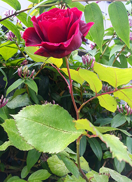 picture of dark red rose