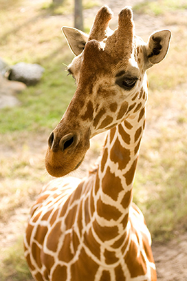 picture of young giraffe