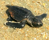 pictures of animals sea turtle