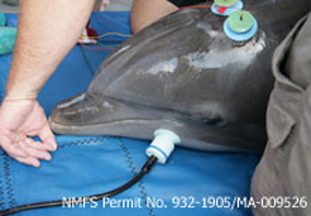 animal facts testing dolphin