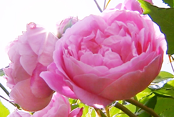 beautiful pink roses