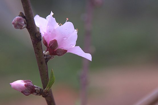 pink spring flower on branch