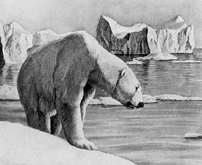 polar bear clip art old drawing