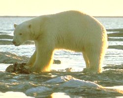 polar bears eating