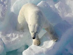 polar bear pictures ice 