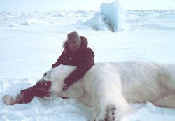 polar bear facts sedated polar bear man