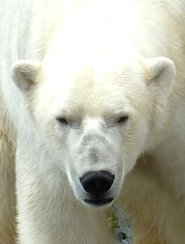 face of polar bear