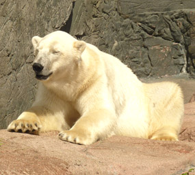 polar bear in zoo